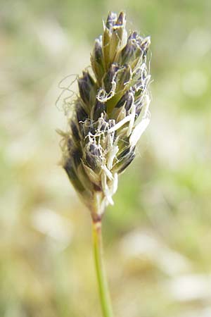 Sesleria caerulea \ Kalk-Blaugras / Moor Grass, D Karlstadt 25.4.2009