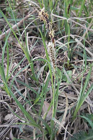 Carex flacca \ Blaugrne Segge / Blue Sedge, Carnation Grass, D Karlstadt 25.4.2009