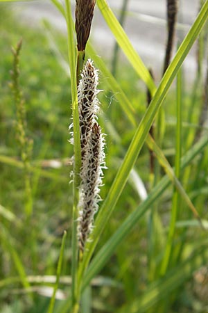 Carex riparia \ Ufer-Segge / Great Pond Sedge, D Wörth-Büchelberg 1.5.2009