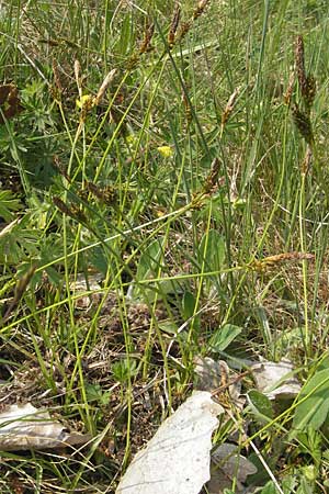 Carex ericetorum \ Heide-Segge / Heath Sedge, D Bensheim 2.5.2009
