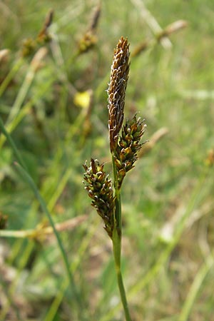 Carex ericetorum \ Heide-Segge / Heath Sedge, D Bensheim 2.5.2009