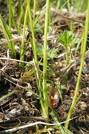 Carex ericetorum \ Heide-Segge / Heath Sedge, D Bensheim 2.5.2009