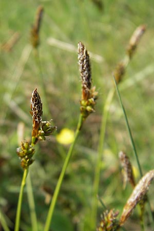 Carex ericetorum \ Heide-Segge / Heath Sedge, D Bensheim 2.5.2009