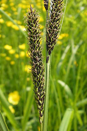 Carex riparia \ Ufer-Segge / Great Pond Sedge, D Lampertheim 3.5.2009