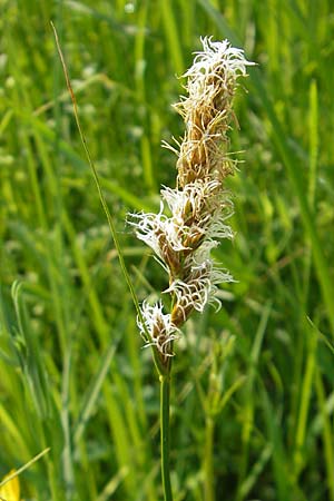 Carex disticha \ Zweizeilige Segge / Brown Sedge, Two-Ranked Sedge, D Lampertheim 3.5.2009