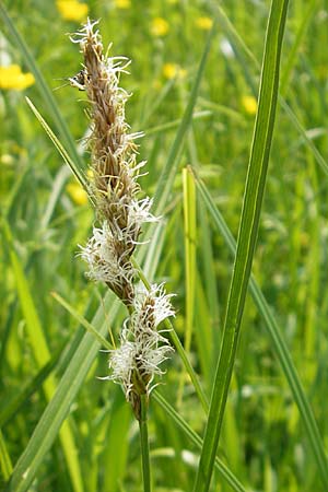 Carex disticha \ Zweizeilige Segge / Brown Sedge, Two-Ranked Sedge, D Lampertheim 3.5.2009