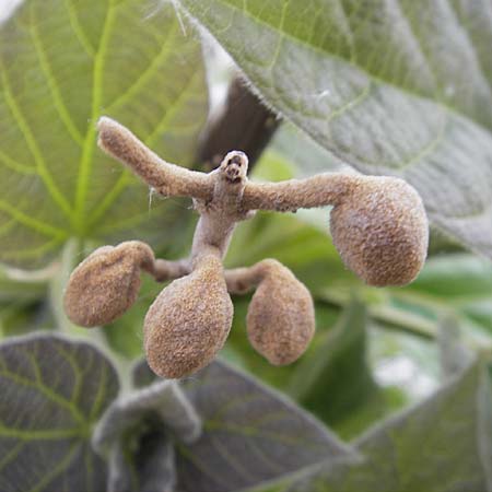 Paulownia tomentosa \ Blauglockenbaum / Princess Tree, Foxglove Tree, D Mannheim 3.5.2009