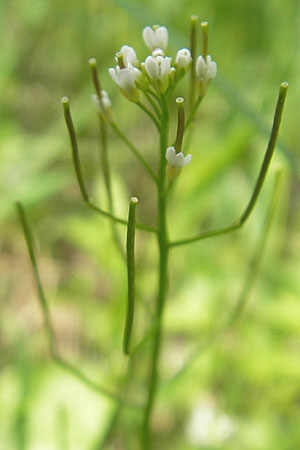 Cardamine parviflora \ Kleinbl�tiges Schaumkraut / Small-Flowered Bitter-Cress, D Lampertheim 16.5.2009