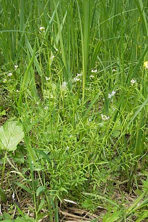 Cardamine parviflora \ Kleinbl�tiges Schaumkraut / Small-Flowered Bitter-Cress, D Lampertheim 16.5.2009