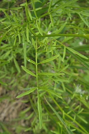 Cardamine parviflora \ Kleinbl�tiges Schaumkraut / Small-Flowered Bitter-Cress, D Lampertheim 16.5.2009