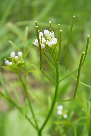 Cardamine parviflora \ Kleinbl�tiges Schaumkraut / Small-Flowered Bitter-Cress, D Lampertheim 16.5.2009