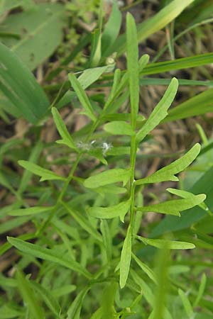 Cardamine parviflora \ Kleinbl�tiges Schaumkraut / Small-Flowered Bitter-Cress, D Lampertheim 16.5.2009