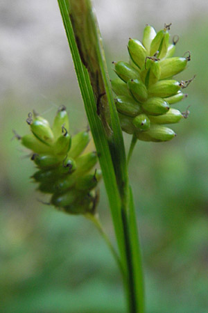 Carex pallescens \ Bleiche Segge / Pale Sedge, D Günzburg 22.5.2009