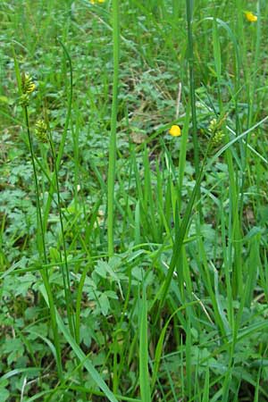 Carex pallescens \ Bleiche Segge / Pale Sedge, D Günzburg 22.5.2009