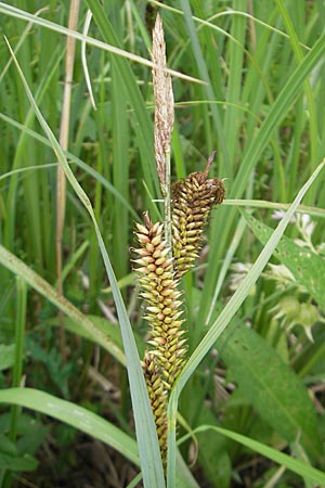 Carex vesicaria \ Blasen-Segge / Blister Sedge, D Lampertheim 11.6.2009