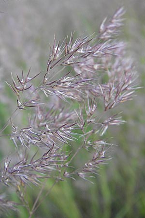 Calamagrostis canescens \ Sumpf-Reitgras / Purple Small Reed, D Mannheim 16.6.2009