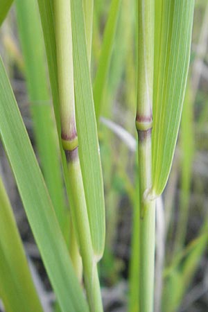 Calamagrostis canescens \ Sumpf-Reitgras / Purple Small Reed, D Mannheim 16.6.2009