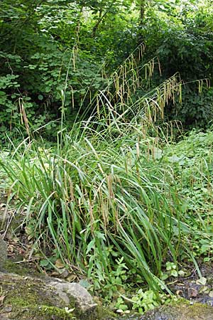 Carex pendula s.str. \ Westliche H�nge-Segge / Western Pendulous Sedge, Western Hanging Sedge, D Hemsbach 8.7.2009