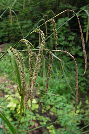 Carex pendula s.str. \ Westliche H�nge-Segge / Western Pendulous Sedge, Western Hanging Sedge, D Hemsbach 8.7.2009