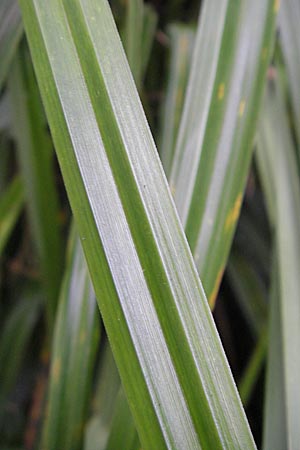 Carex pendula s.str. \ Westliche H�nge-Segge / Western Pendulous Sedge, Western Hanging Sedge, D Hemsbach 8.7.2009