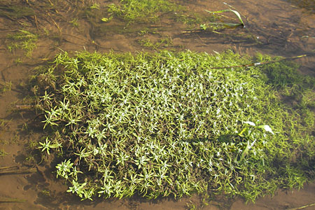 Callitriche obtusangula \ Nussfrchtiger Wasserstern / Blue-Fruited Water Starwort, D Pfalz, Bellheim 24.7.2009