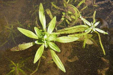 Callitriche obtusangula \ Nussfrchtiger Wasserstern / Blue-Fruited Water Starwort, D Pfalz, Bellheim 24.7.2009