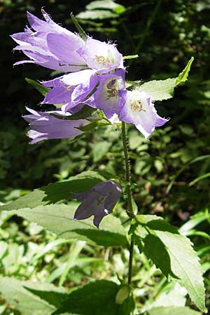 Campanula trachelium \ Nesselblttrige Glockenblume / Nettle-Leaved Bellflower, D Weinheim an der Bergstraße 26.7.2009