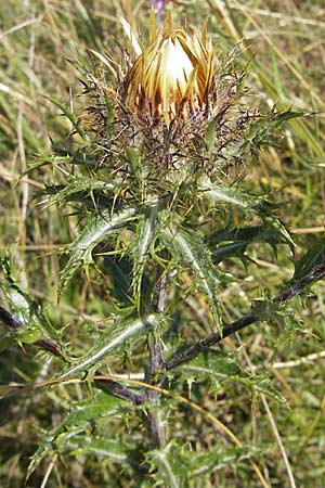 Carlina vulgaris \ Golddistel / Carline Thistle, D Neuleiningen 1.8.2009
