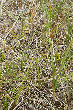 Carex arenaria \ Sand-Segge / Sand Sedge, D Fehmarn 3.8.2009