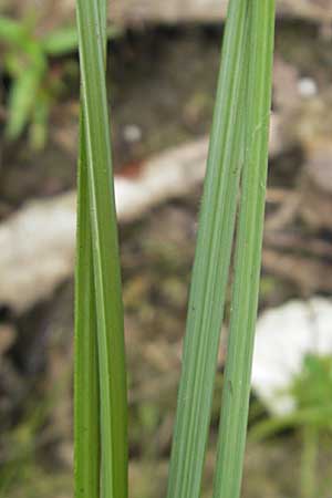 Carex otrubae \ Hain-Segge, Falsche Fuchs-Segge / False Fox Sedge, D Karlsruhe 29.8.2009