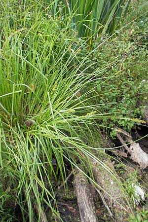 Carex otrubae \ Hain-Segge, Falsche Fuchs-Segge / False Fox Sedge, D Karlsruhe 29.8.2009