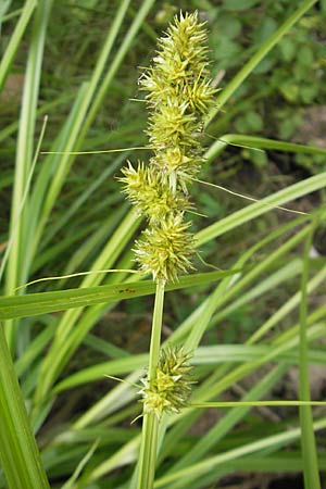 Carex otrubae \ Hain-Segge, Falsche Fuchs-Segge / False Fox Sedge, D Karlsruhe 29.8.2009