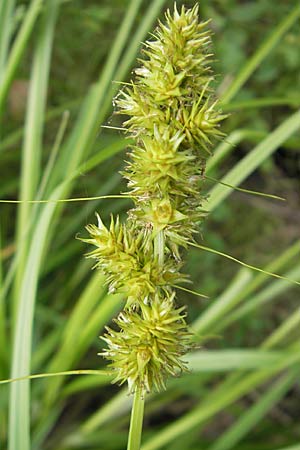 Carex otrubae \ Hain-Segge, Falsche Fuchs-Segge / False Fox Sedge, D Karlsruhe 29.8.2009