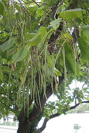 Catalpa bignonioides \ Gewhnlicher Trompetenbaum, Beamtenbaum / Common Catalpa, Indian Bean Tree, D Heidelberg 6.9.2009