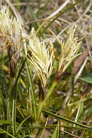 Carex humilis \ Erd-Segge, Niedrige Segge / Dwarf Sedge, D Neuleiningen 5.4.2010
