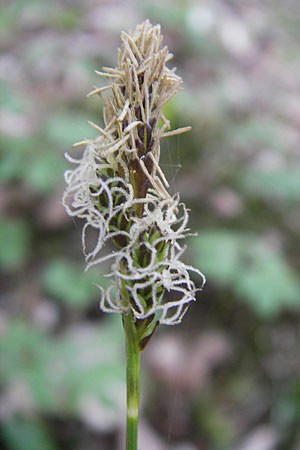 Carex umbrosa \ Schatten-Segge / Umbrosa Sedge, D Hirschhorn 23.4.2010