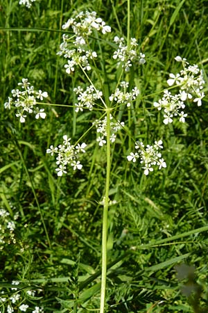 Anthriscus nitida \ Glanz-Kerbel / Glossy-Leaved Parsley, D Warburg 31.5.2014