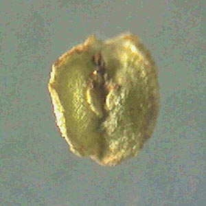 Callitriche spec3 ? \ Wasserstern / Water Starwort, D Eberbach 22.7.2012