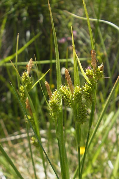 Carex pallescens \ Bleiche Segge / Pale Sedge, D Sötern 21.5.2011