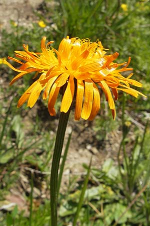 Crepis aurea \ Gold-Pippau / Golden Hawk's-Beard, D Oberstdorf 22.6.2011