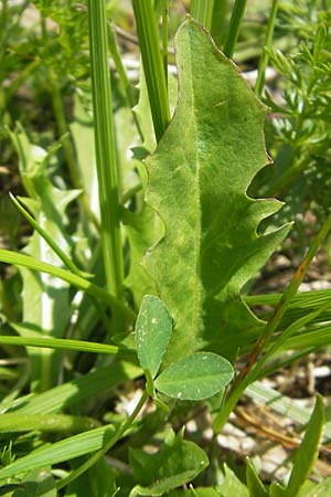 Crepis aurea \ Gold-Pippau / Golden Hawk's-Beard, D Oberstdorf 22.6.2011