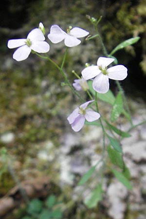 Arabidopsis arenosa \ Sand- / Sand Rock-Cress, D Idar-Oberstein 25.6.2011