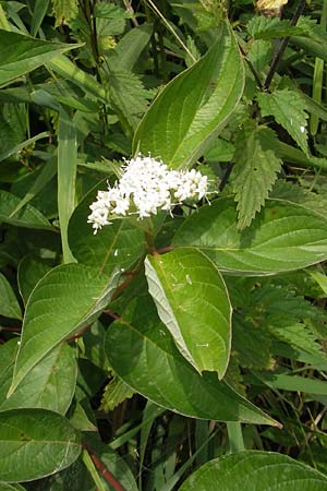 Cornus alba agg. \ Tatarischer Hartriegel / Red-Barked Dogwood, Siberian Dogwood, D Gessertshausen 30.7.2011