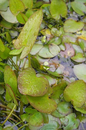 Caldesia parnassifolia \ Herzbl�ttrige Caldesie, Herzl�ffel / Caldesia, D Botan. Gar.  Universit.  Regensburg 5.8.2011