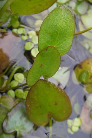 Caldesia parnassifolia \ Herzbl�ttrige Caldesie, Herzl�ffel / Caldesia, D Botan. Gar.  Universit.  Regensburg 5.8.2011