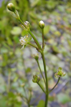 Caldesia parnassifolia \ Herzbl�ttrige Caldesie, Herzl�ffel / Caldesia, D Botan. Gar.  Universit.  Regensburg 5.8.2011