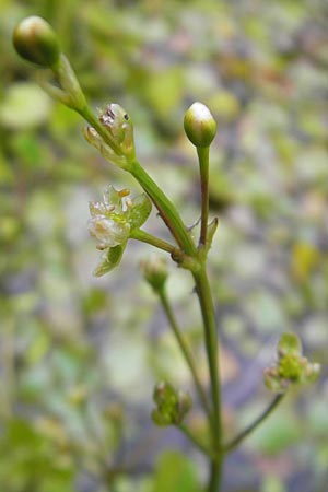 Caldesia parnassifolia \ Herzbl�ttrige Caldesie, Herzl�ffel / Caldesia, D Botan. Gar.  Universit.  Regensburg 5.8.2011