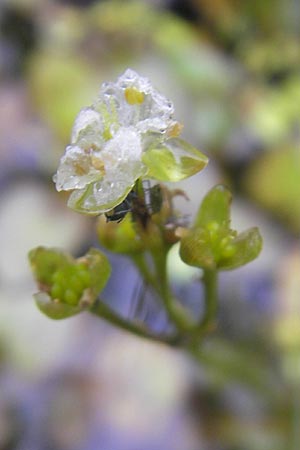 Caldesia parnassifolia \ Herzbl�ttrige Caldesie, Herzl�ffel / Caldesia, D Botan. Gar.  Universit.  Regensburg 5.8.2011