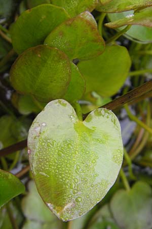 Caldesia parnassifolia \ Herzbl�ttrige Caldesie, Herzl�ffel / Caldesia, D Botan. Gar.  Universit.  Regensburg 5.8.2011
