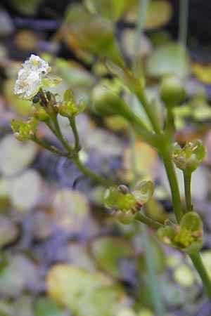 Caldesia parnassifolia \ Herzbl�ttrige Caldesie, Herzl�ffel / Caldesia, D Botan. Gar.  Universit.  Regensburg 5.8.2011